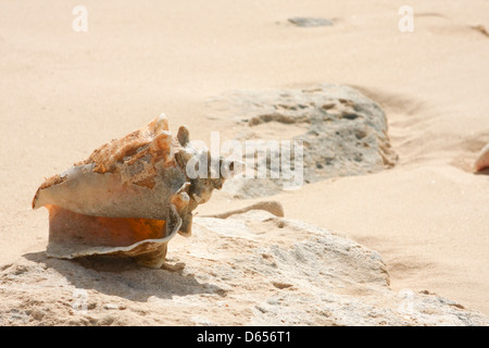 Muscheln am Strand Stockfoto