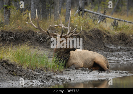 Stier Elche (Cervus Canadensis) ruht; Herbst in Banff Nationalpark, Alberta, Kanada. Oktober 2005. Stockfoto