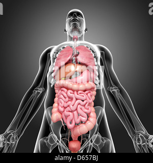 Männliche Anatomie, artwork Stockfoto