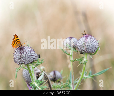Geringerem feurige Kupfer (Lycaena Thersamon) sitzt auf einer Distel. Stockfoto