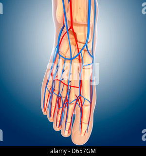 Anatomie des Fußes, artwork Stockfoto