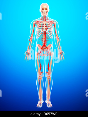 Menschliche Anatomie, artwork Stockfoto