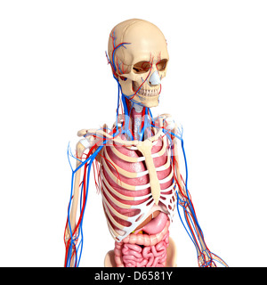 Menschliche Anatomie, artwork Stockfoto