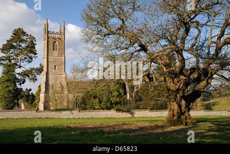 St. Leonard Kirche & Old Sweet Chestnut Tree - Castanea Sativa, Tortworth, Gloucestershire Stockfoto