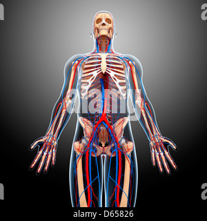 Menschliche Anatomie, artwork Stockfoto
