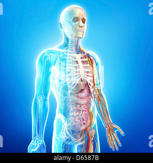 Menschliche Anatomie, artwork Stockfoto