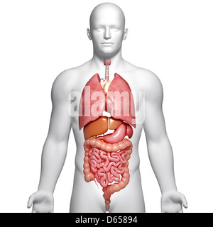 Männliche Anatomie, artwork Stockfoto