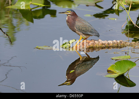 Grün Heron (Butorides Virescens). Everglades-Nationalpark, Florida, USA. März 2012. Stockfoto