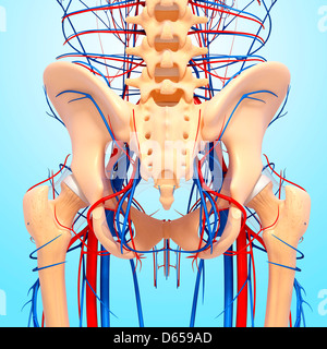 Becken-Anatomie, artwork Stockfoto