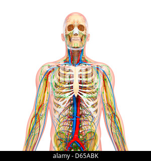 Menschliche Anatomie, artwork Stockfoto