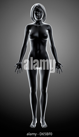 Weibliche Anatomie, artwork Stockfoto