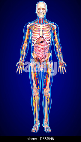 Männliche Anatomie, artwork Stockfoto