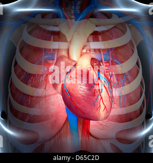 Brust-Anatomie, artwork Stockfoto