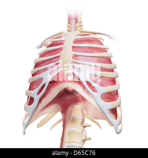 Brust-Anatomie, artwork Stockfoto