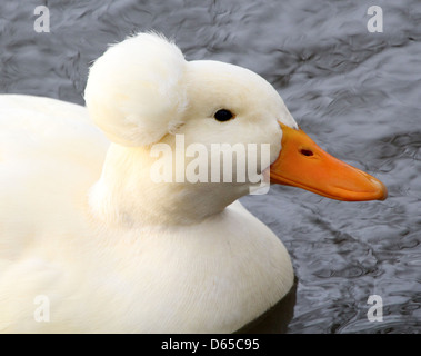 Detaillierte Nahaufnahme des Kopfes eines weißen männlichen Wildente oder Drake Mallard (Anas Platyrhynchos) schwimmen Stockfoto