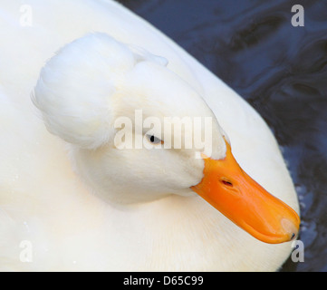 Detaillierte Nahaufnahme des Kopfes eines weißen männlichen Wildente oder Drake Mallard (Anas Platyrhynchos) schwimmen Stockfoto