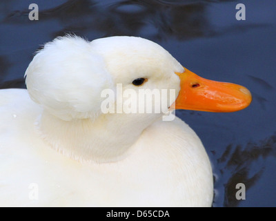 Detaillierte Nahaufnahme des Kopfes eines weißen männlichen Wildente oder Drake Mallard (Anas Platyrhynchos) schwimmen Stockfoto