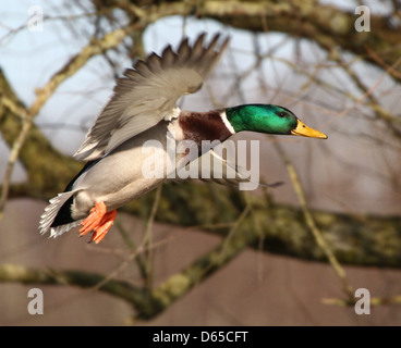 Detaillierte Nahaufnahme einer männlichen Wildente oder Drake Mallard (Anas Platyrhynchos) im Flug Stockfoto