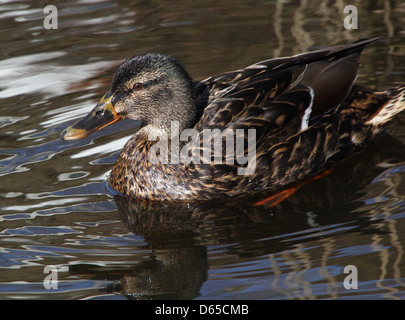 Detaillierte Nahaufnahme eines weiblichen Wildente oder Stockenten (Anas Platyrhynchos) auf Nahrungssuche Stockfoto