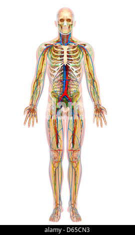 Menschliche Anatomie, artwork Stockfoto