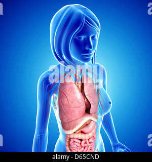 Weibliche Anatomie, artwork Stockfoto