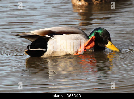 Detaillierte Nahaufnahme einer männlichen Wildente oder Drake Mallard (Anas Platyrhynchos) kratzte sich am Kopf mit einer Schwimmfuß Stockfoto