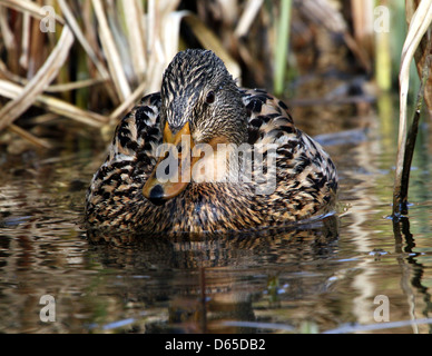 Detaillierte Nahaufnahme eines weiblichen Wildente oder Stockenten (Anas Platyrhynchos) auf Nahrungssuche Stockfoto