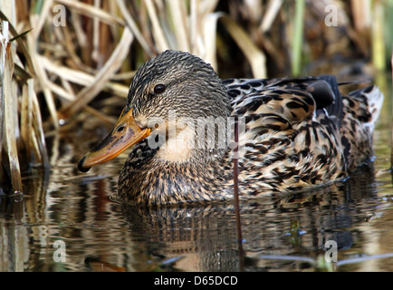 Detaillierte Nahaufnahme eines weiblichen Wildente oder Stockenten (Anas Platyrhynchos) auf Nahrungssuche Stockfoto