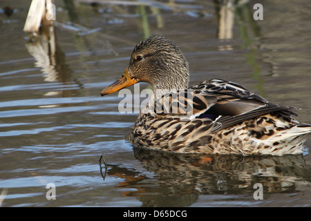 Detaillierte Nahaufnahme eines weiblichen Wildente oder Stockenten (Anas Platyrhynchos) auf Nahrungssuche Stockfoto