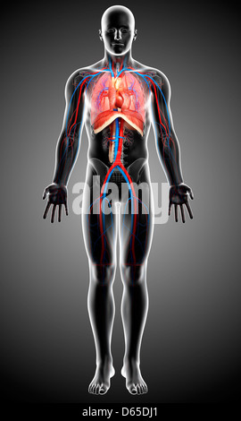 Männliche Atmungssystem, artwork Stockfoto