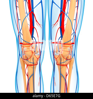 Knie-Anatomie, artwork Stockfoto