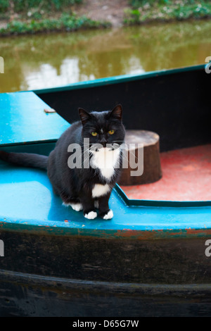 Schwarz / weiß Katze sitzt auf dem Heck eines Bootes schmal Stockfoto