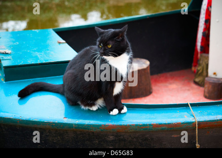 Schwarz / weiß Katze sitzt auf dem Heck eines Bootes schmal Stockfoto