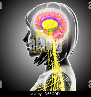 Anatomie des Gehirns, artwork Stockfoto