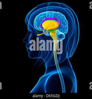 Anatomie des Gehirns, artwork Stockfoto