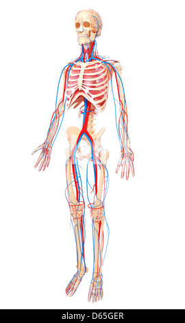 Menschliche Anatomie, artwork Stockfoto