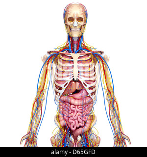 Menschliche Anatomie, artwork Stockfoto