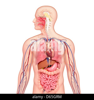 Männliche Anatomie, artwork Stockfoto