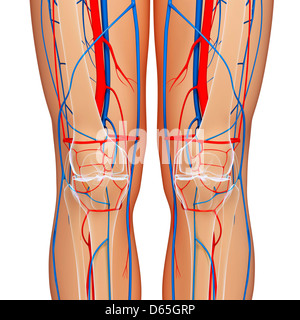 Knie-Anatomie, artwork Stockfoto