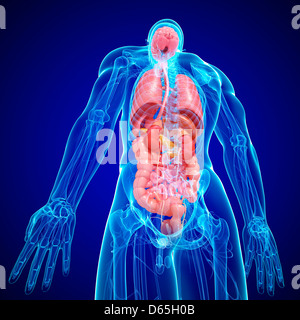 Männliche Anatomie, artwork Stockfoto