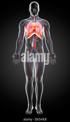 Menschliche Anatomie, artwork Stockfoto