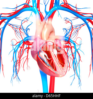 Menschliches Herz, artwork Stockfoto