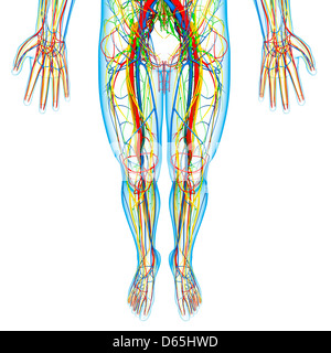 Unteren Körper Anatomie, artwork Stockfoto