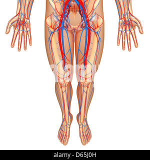 Unteren Körper Anatomie, artwork Stockfoto