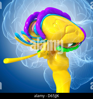 Anatomie des Gehirns, artwork Stockfoto