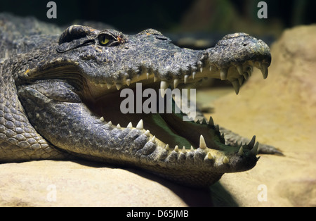 Tiere: Leiter des siamesischen Süßwasser Krokodil, close-up erschossen Stockfoto