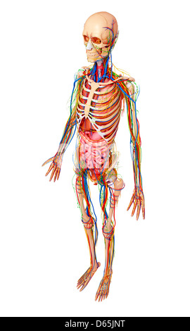 Menschliche Anatomie, artwork Stockfoto