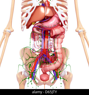 Menschliche Anatomie, artwork Stockfoto