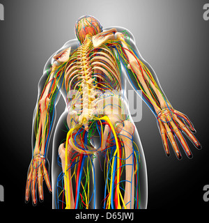 Menschliche Anatomie, artwork Stockfoto
