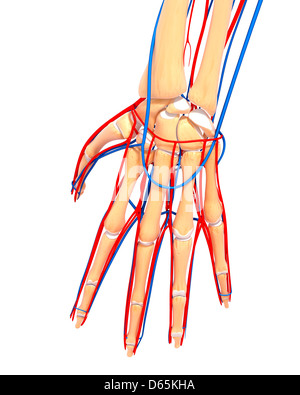 Anatomie der Hand, artwork Stockfoto